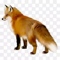 红狐剪贴画png图片图像-狐狸