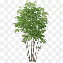 剪贴画png图片树图像图形树