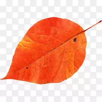 秋叶彩色摄影图像-叶子