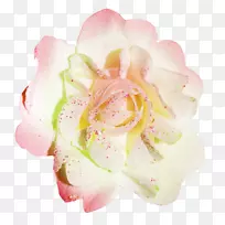 花园玫瑰png图片花雄蕊形象花