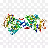 胸苷激酶1g蛋白