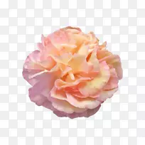 花园玫瑰，牡丹，卷心菜，静生：粉色玫瑰，花-牡丹