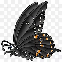 帝王蝶，毛茸茸的蝴蝶，香料树，燕尾蝴蝶-蝴蝶