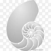 海螺剪贴画贝壳图