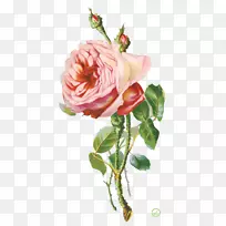 png图片剪辑艺术花卉花园玫瑰图像-花