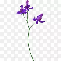 花植物茎.净花瓣紫罗兰-兰花花型