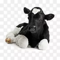 牛荷斯坦牛，雌牛，奶牛场，吸收传单