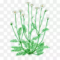 菊花植物茎-藏红花提取物生产厂家