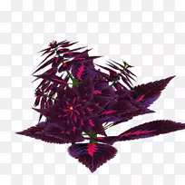 叶紫冠图