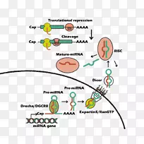 microrna mirn 21诱导的多能干细胞抗肝细胞增殖因子122-正常肝细胞
