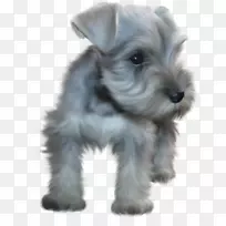 小型雪纳瑞标准犬-小狗