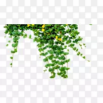 png图片图像剪辑艺术插图绿色植物拱形透明背景