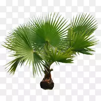棕榈树、png图片、剪贴画图片、柳杉-Palmiye kanarya