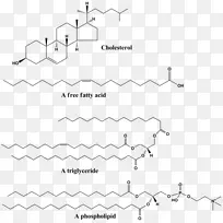简单脂质生物学结构生物化学-四个大分子实例