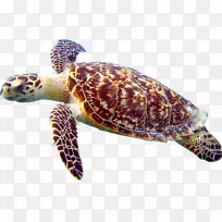 鹰嘴海龟爬行动物甲鱼幼海龟-海龟