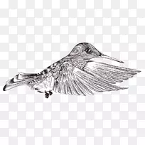 鸟类png图片图像剪辑艺术绘画.鸟