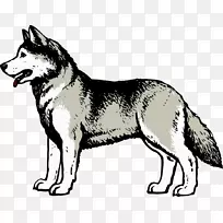 西伯利亚哈士奇萨哈林哈士奇加拿大爱斯基摩犬阿拉斯加马拉威捷克斯洛伐克狼狗