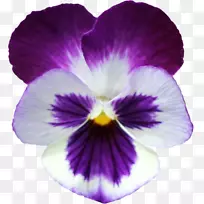 潘西剪贴画紫罗兰png图片花