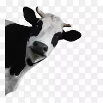 荷斯坦，弗利西亚牛，牛犊，牛磺酸牛，乳牛-牛