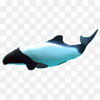 普通宽吻海豚图库溪粗齿海豚短喙海豚