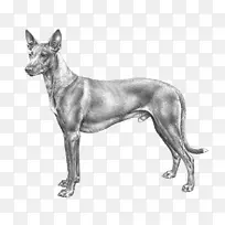 秘鲁印加兰花墨西哥无毛狗伊比赞猎犬法老猎犬