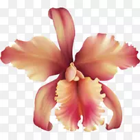 兰花剪贴画玫瑰花瓣