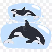 海豚企鹅虎鲸动物群鲸鱼海豚