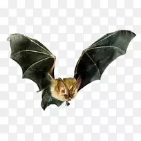 蝙蝠飞行小蝙蝠斯巴达害虫控制蝙蝠探测器