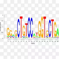 转录因子DNA结合位点序列