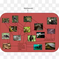 Jaguar Tapir ocelot食物链顶端掠食者-美洲虎