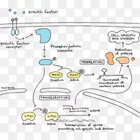 细胞信号转导生长因子受体