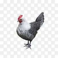 丝绸莱霍恩鸡肉鸡亚洲鸡作为食物-鸡供应商德里