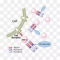 Rrisankizumab Crohn‘s病