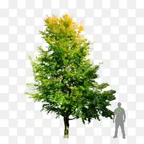 杉木欧洲山毛榉树英国橡树树枝
