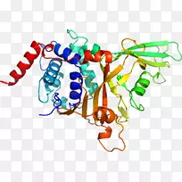 神经营养素trk受体肌球蛋白受体激酶a肌球蛋白受体激酶b神经营养因子