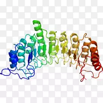 TCF7L2基因蛋白人