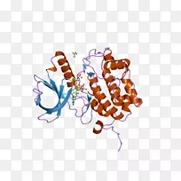 PLK 1类马球激酶蛋白磷酸肽