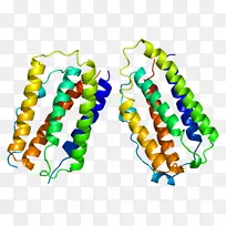 干扰素β-1a蛋白基因：NCBI基因数据库