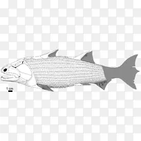 龙须鱼的进化