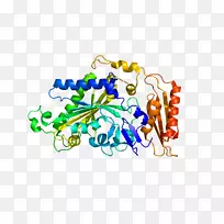 蛋白质转移RNA基因剪裁27