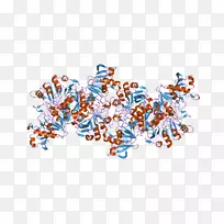 酪氨酸酶铜蛋白和铜酶黑色素氧化酶