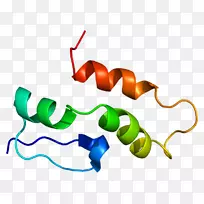 核小核蛋白多肽c snRNP小核RNA