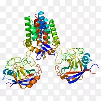 肽酰脯氨酸异构酶-亲环素肽酰脯氨酸异构酶d