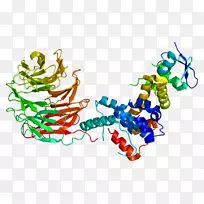 Fbxw7 f盒蛋白parkin泛素连接酶