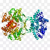 肌苷单磷酸合成酶嘌呤代谢蛋白