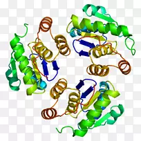 ptp4a1 atf 7蛋白基因geranylgeranyl转移酶1