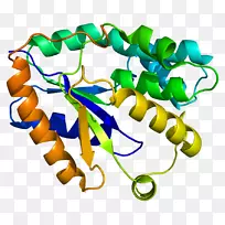 dtymk胸苷酸激酶胸苷单磷酸DTMP激酶-细胞分化