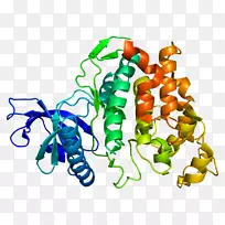 CLK 1蛋白激酶人类基因