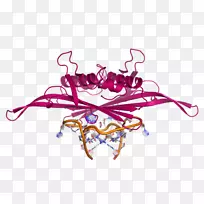 噬菌体MS2 RNA剪贴术衣壳