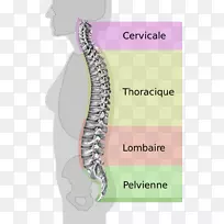 腰痛，脊柱，腰椎狭窄，腰椎管狭窄